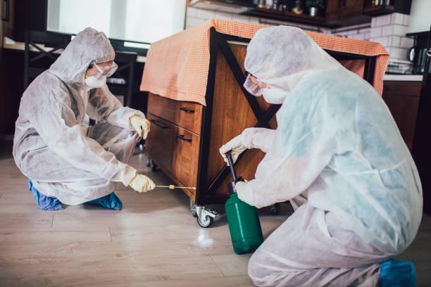 Same Day Mosquito Control in Brisbane