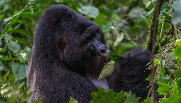 3 Days Gorilla Trekking Safari Bwindi Impenetrable Forest Uganda