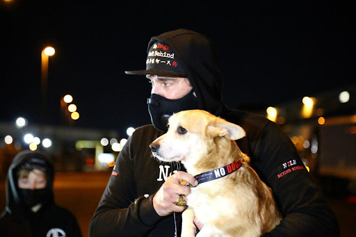 Adopt a Golden Retriever from China