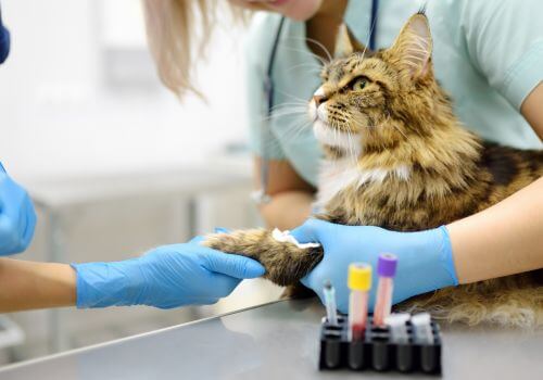 Advanced Diagnostic Veterinary Laboratory for Pets