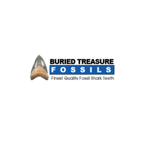 Cave Bear Teeth for Sale Texas Authentic Fossil