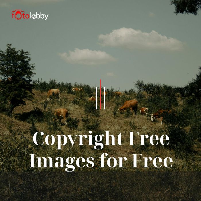 Copyright Free Images for Free