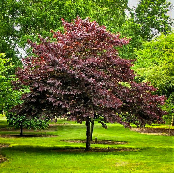 Forest Pansy Purple Leaf Redbud Tree for Outdoor Gardens