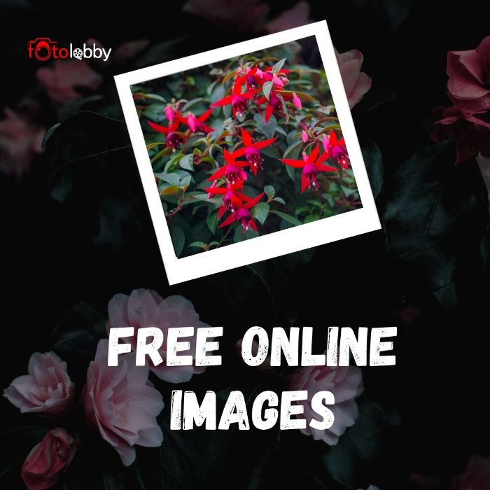 Free Online Images