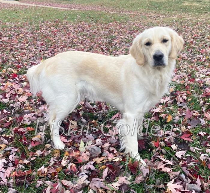 Golden Retrievers Tennessee English Cream Golden Retriever Puppies