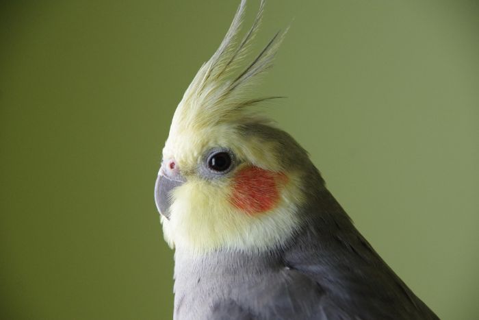 HandRaised Cockatiels for Loving Homes: Mos Birds