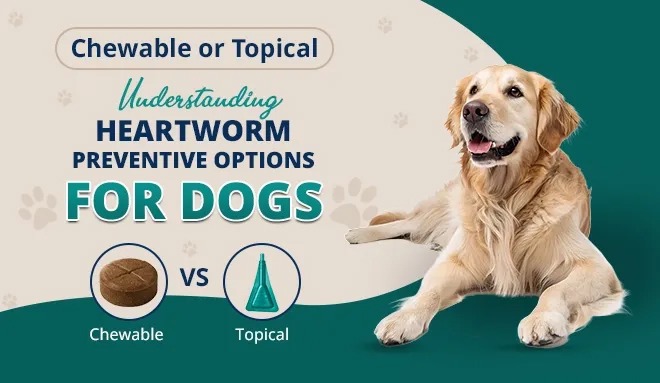 Heartworm Prevention for Dogs: Chewable vs Topical Treatments