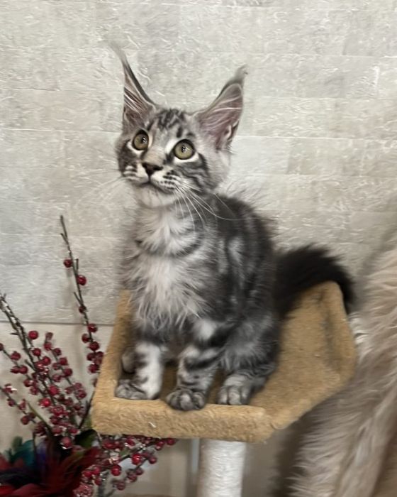 Maine Coon Kittens Healthy, Purebred FamilyRaised Kittens