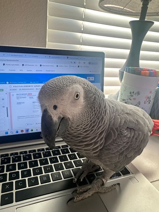 Male and female African Grey Parrots for adoption