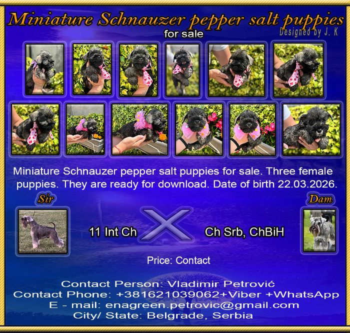 Miniature Schnauzer Pepper Salt