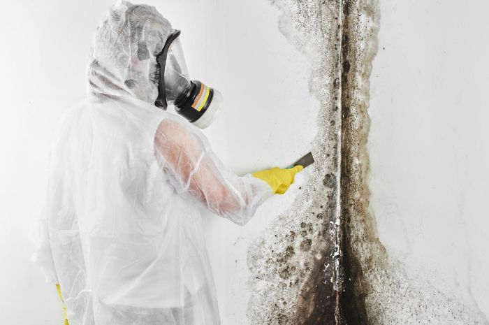 Mold Testing House Identify Hidden Mold Problems Early