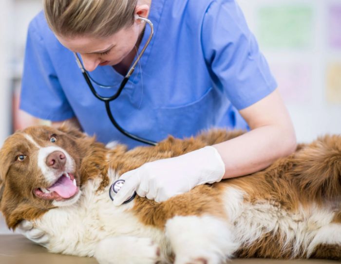 Surgical Veterinary Services for Pets