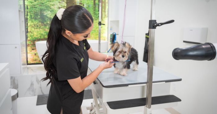 Top Rated Dog Grooming Packages in North Hollywood USA for StressFree Pet Care