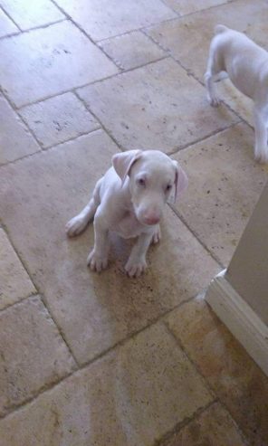 Unique Albino Doberman Puppies..whatsapp me at: 44 7453 907158