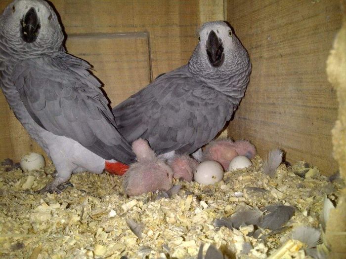 We have available Healthy Babies parrots and fertile parrot eggs for sale at very good prices.