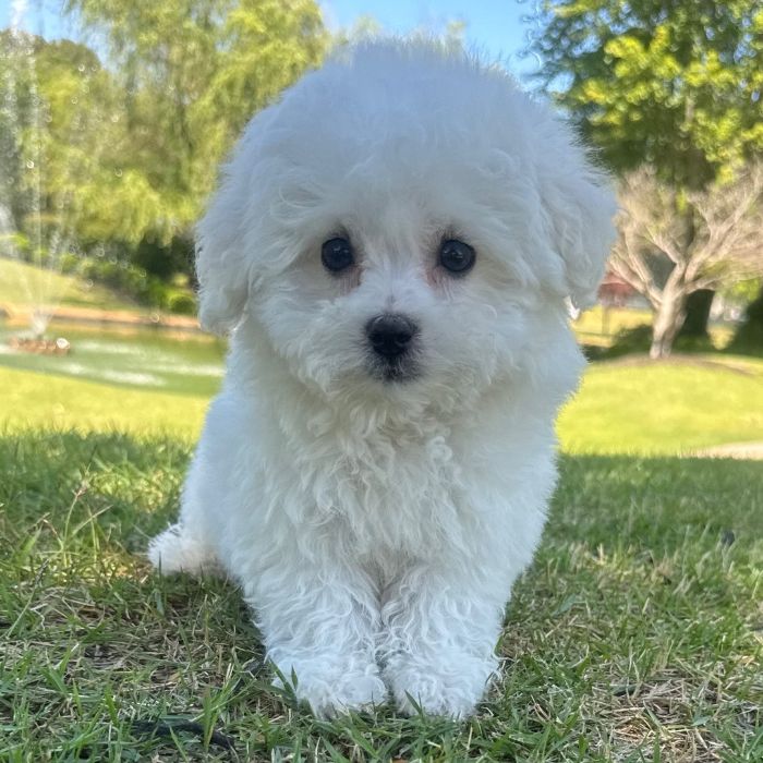 9 Weeks old Bichon Frise ready to go home