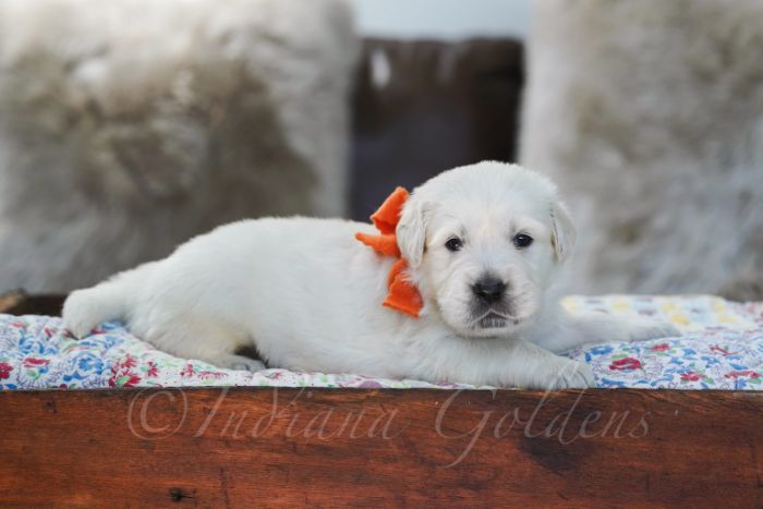 English Cream Golden Retriever Puppies Indiana Forever Family Companions
