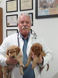 Expert Veterinary Care OFA Testing Services