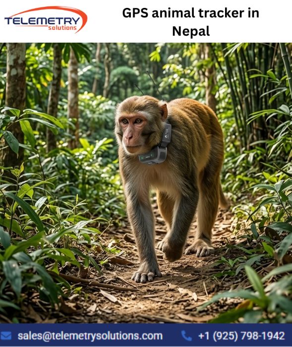 GPS Animal Tracker in Nepal for Modern Wildlife Protection