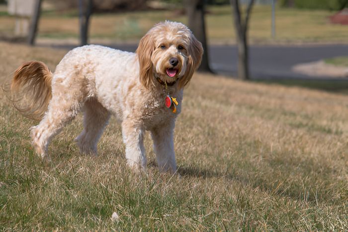 Healthy Goldendoodle Southern California Puppies Available
