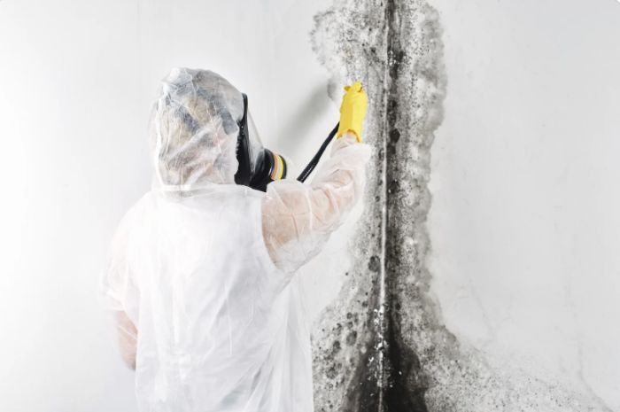 Mold Inspection Services That Identify the Root Cause