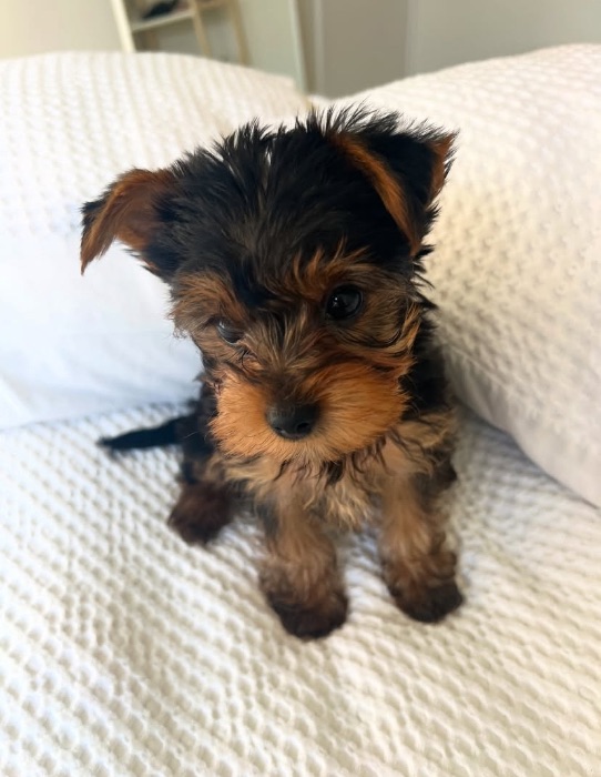 tea cup yorkie pups tea cup yorkie pups