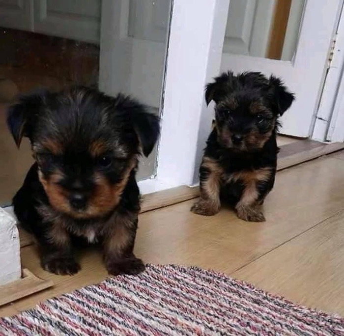 tea cup yorkie pups tea cup yorkie pups