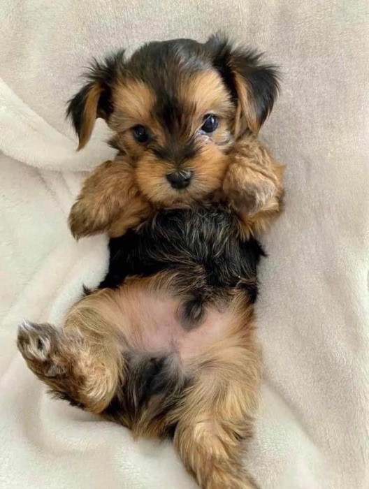 tea cup yorkie pups